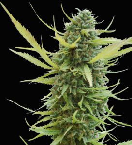 Columbian Gold