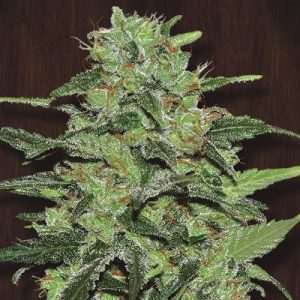 Malawi sativa strain